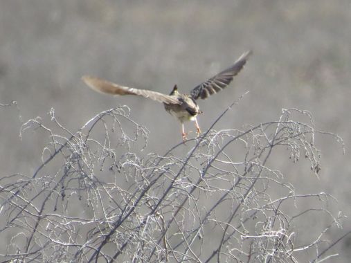 Solerantonio2 en Hamelin: Fauna  (Níjar), Cogujada comun