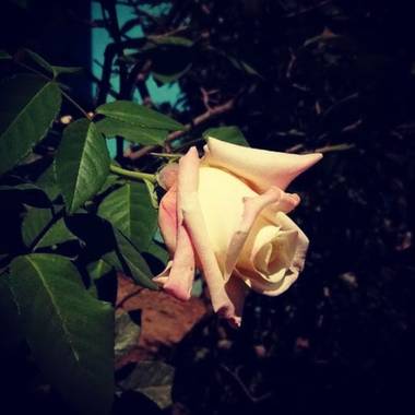 magali.massafra en Hamelin: Flora, Rosa chinensis, Flor de una rosa...