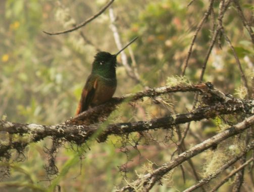 lourdes7895 en Hamelin: Fauna  (Carpani), #naturaleza #fauna20 #aves 