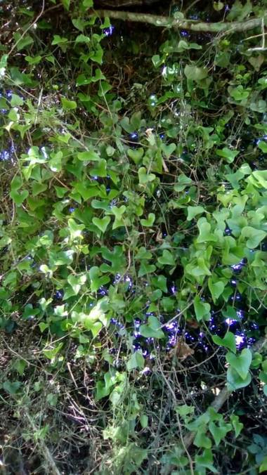 Alquimia Natural en Hamelin: Flora  (Marina de Cudeyo), #corazoneando 💓