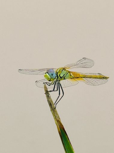 su en Hamelin: Fauna  (Calle Guadalquivir), #insectos #libelula 