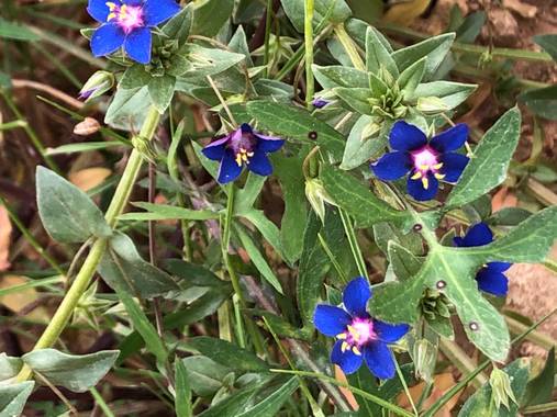 Naturalezadebarrio en Hamelin: Flora  (Calafell), Primavera!#flora21#naturalezadebarrio#encadaventanaunaflor@naturalezadebarrio