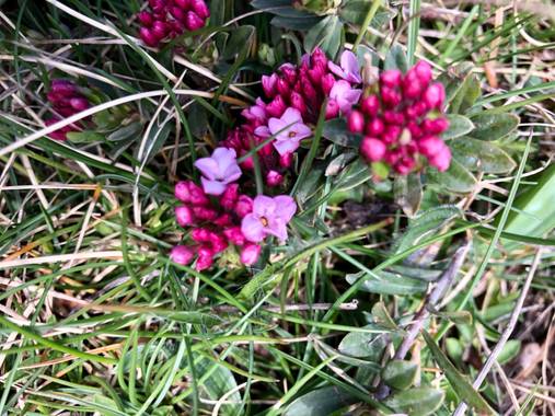 Naturalezadebarrio en Hamelin: Flora  (Naut Aran), Daphne cneorum, Flor de Pirineo#flora21#naturalezadebarrio#encadaventanaunaflor@naturalezadebarrio
