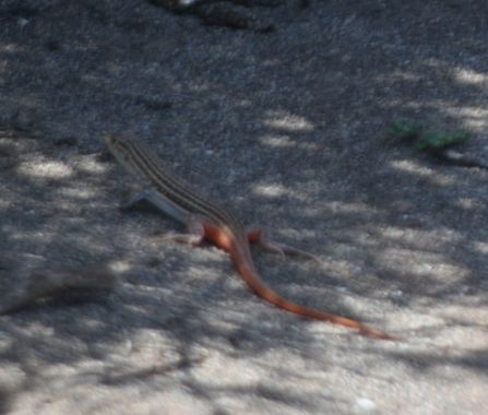 Solerantonio2 en Hamelin: Fauna  (La Marina), Reptil