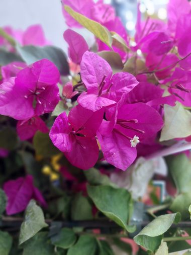 Mpinfante en Hamelin: Flora, Esta buganvilla ( Buganvillea spectabilis ) es una variedad muy empleada en jardinería. Sus bonitas brácteas, de color fucsia...