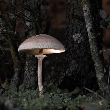 Fotografía ganadora de la semana