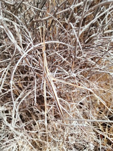 Solerantonio2 en Hamelin: Fauna  (Cabo de Gata), Saltamontes narigudo