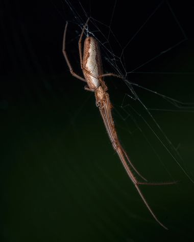 Angel Sevilla en Hamelin: Fauna, Y otra araña más a la colección. Esta vez la Tetragnatha montana, fotografiada con el 105 Art macro y la Raynox.
#macro
#...