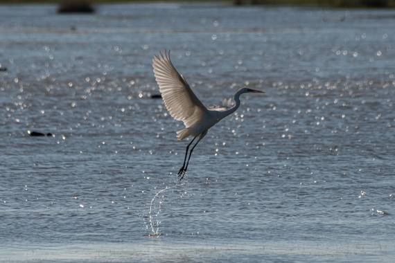 Rubén Pascual Fotógrafo en Hamelin: Fauna  (Segovia), Ardea alba Linnaeus, 1758, Garceta grande