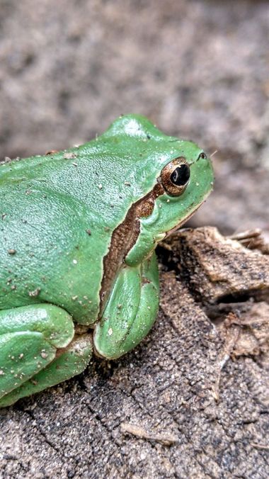 msegram en Hamelin: Fauna  (Carbellino), Hyla molleri
La ranita de San Antón o de San Antonio 
#anfibio #anfibios #anfibiosibericos #ranita 