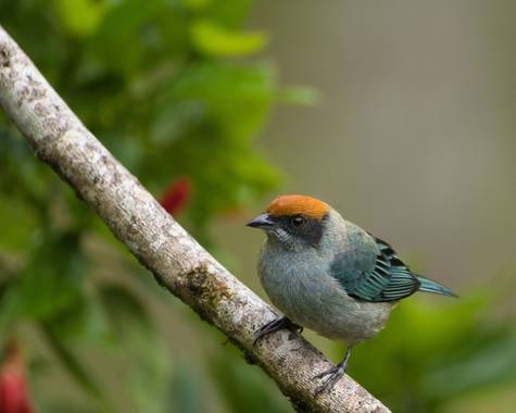 Mauriciomere en Hamelin: Fauna  (Manizales), Tangara vitriolina (Cabanis, 1850), Foto tomada en Manizales Colombia 

#birds #birds #birdphotography #avesde...