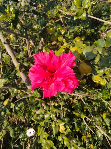 Solerantonio2 en Hamelin: Flora  (Almería), Hibiscus rosa-sinensis, Planta