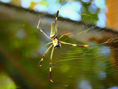 vicfonckph en Hamelin: Fauna  (Pereira), Araña en su perfecto estado natural.
#arañasdesedadorada #nephilaclavipes #araña #arañas #Spider #spiders  #spider...