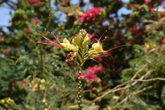 Solerantonio2 en Hamelin: Flora  (Almeria), Erythrostemon gilliesii, Planta