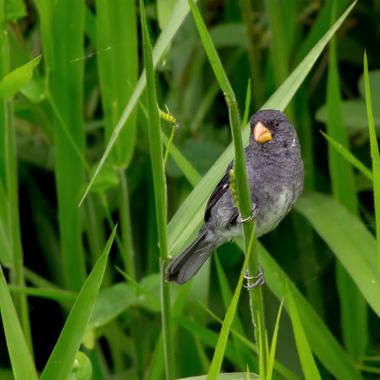 danielhincapie230979 en Hamelin: Fauna  (Copacabana), Sporophila intermedia Cabanis, 1851, #naturaleza #wildlife #nature #faunadecolombia #fauna #colombia ...