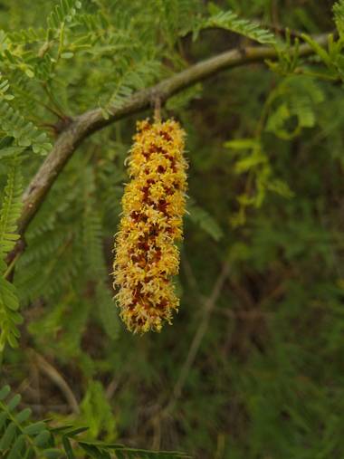 Eliaasrnr en Hamelin: Flora  (Córdoba), Alojita de algarroba molidita en el mortero; ¡Se me sube a la cabeza como si fuera sombrero!
Algarrobo negro (este ...