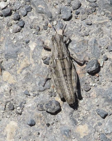 Solerantonio2 en Hamelin: Fauna  (Níjar), Insecto