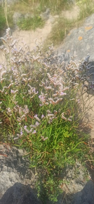 fernandezboix en Hamelin: Flora  (Llanes)