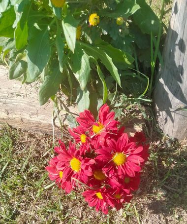 Solerantonio2 en Hamelin: Flora  (Comarca Metropolitana de Huelva), Planta