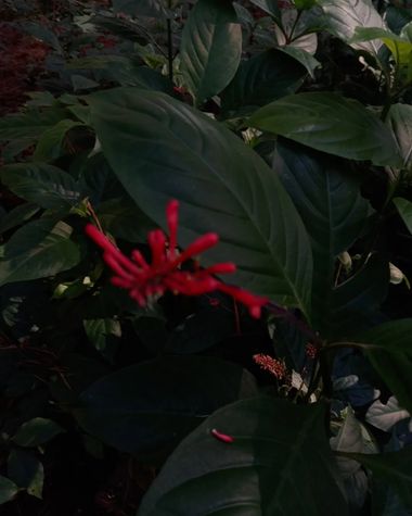 Lilita en Hamelin: Flora, Odontonema cuspidatum, #flora 