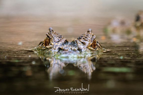 Douglas Brandon en Hamelin: Fauna, #Caimán retratado en #Chiapas 
#reptiles