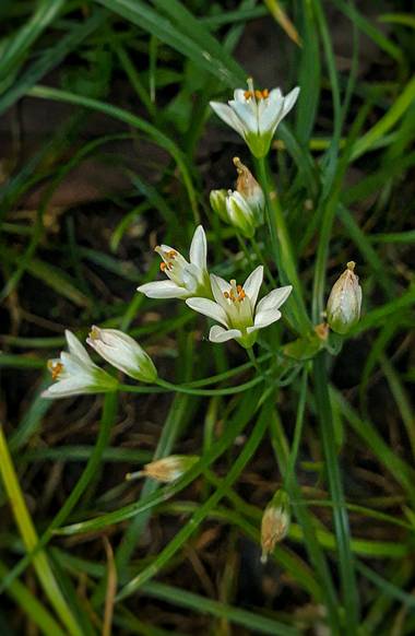 Cr93734 en Hamelin: Flora  (Ciudad de Buenos Aires), Nothoscordum gracile, Amaryllidaceae conocida por los nombres comunes crowpoison y falso ajo. Es origi...