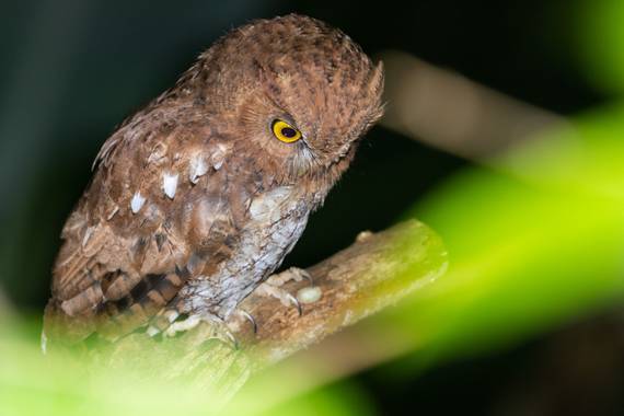jhonathanmiranda1 en Hamelin: Fauna  (Bejuma), Cazador nocturno

#aves21 #avesdevenezuela #birdsofvenezuela 
