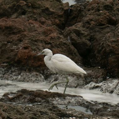 lourdes7895 en Hamelin: Fauna  (Provincia de Iquique), Egretta thula (Molina, 1782), #aves  #iquique #naturaleza 