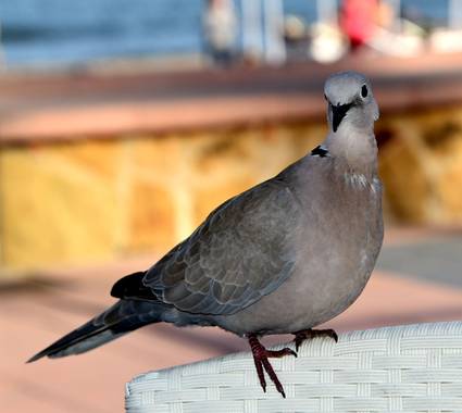 Achy.liz en Hamelin: Fauna  (Torremolinos), Streptopelia decaocto (Frivaldszky, 1838), Paloma esperando mientras tomo mi aperitivo su ración. #aves21