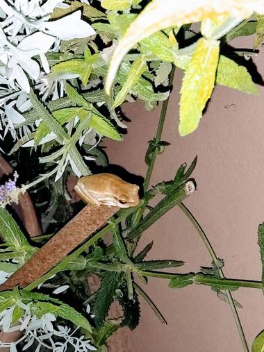 teresaoplolz en Hamelin: Fauna  (Villaguay)