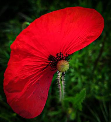 Mistela17 en Hamelin: Flora  (Fuentes de Valdepero), Papaver rhoeas, #flora21 