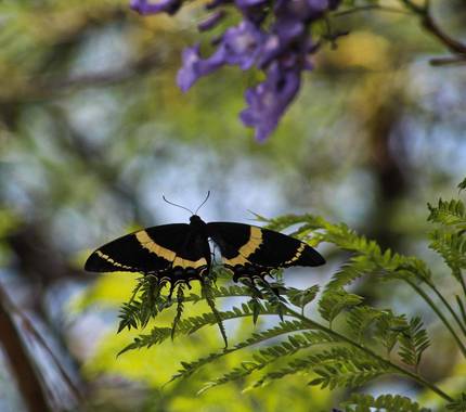 Dian en Hamelin: Fauna  (Irapuato), Papilio garamas Geyer, 1829, #mexico #mariposa #faunamexicana #fauna