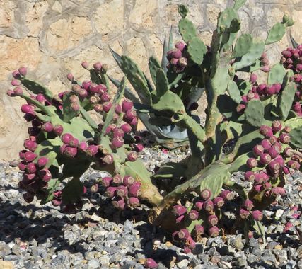 Solerantonio2 en Hamelin: Flora  (Almería), Planta
