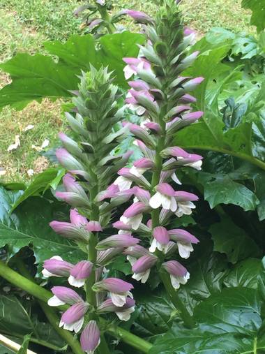 Erikalan9 en Hamelin: Flora  (Sant Cugat del Vallès), Acanthus mollis