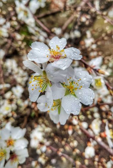 María G Terrones en Hamelin: Flora  (Garciaz), Prunus dulcis, Florecer de los almendros 
