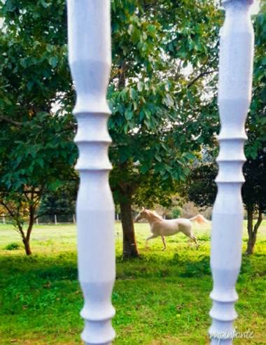 Mpinfante en Hamelin: Fauna, Hermoso caballo blanco 
