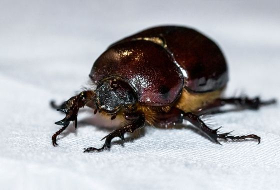 Juanfra.1791 en Hamelin: Fauna  (Almería), Phyllognathus excavatus (Forster, 1771), V