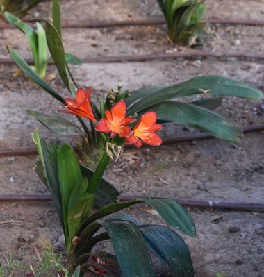 Solerantonio2 en Hamelin: Flora  (Almería), Planta
