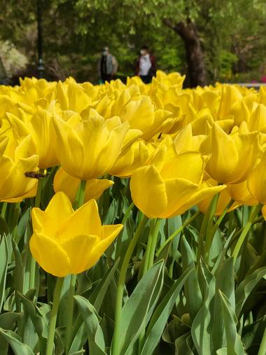 IreneRoldan en Hamelin: Flora  (Madrid), Tulipa gesneriana, Explosion de color en el #realjardinbotanico 