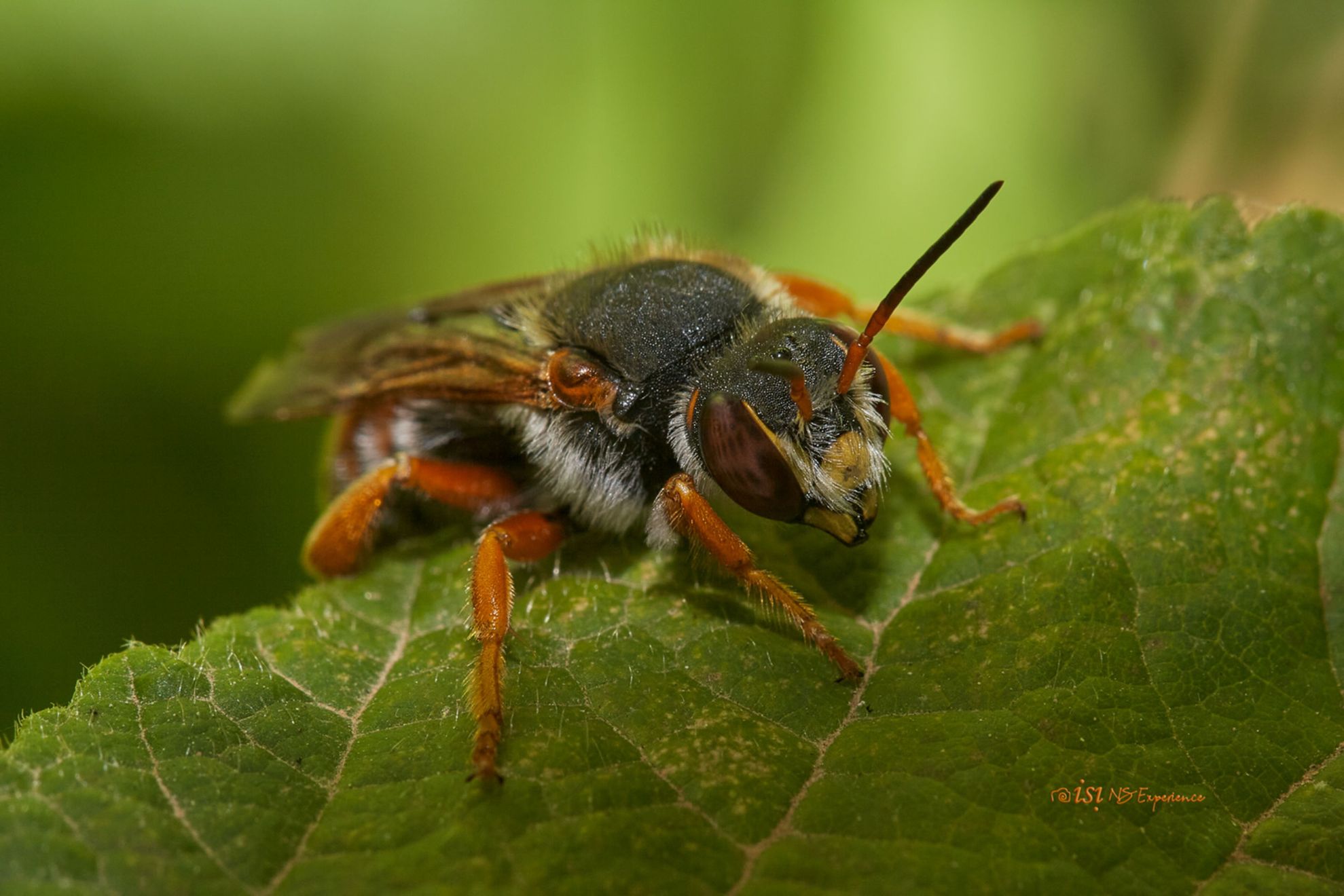 Abeja “Rhodanthidium sticticum”
