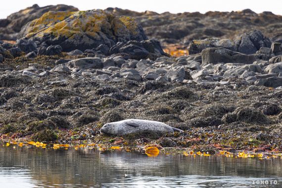 Ignoto en Hamelin: Fauna  (Skagabyggð)