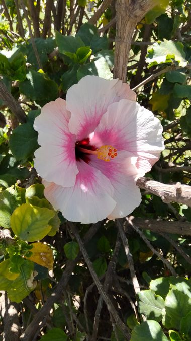 Solerantonio2 en Hamelin: Flora  (Almeria), Planta
