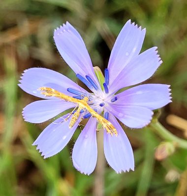 Msanchezvasco en Hamelin: Flora  (Ulldecona), Cichorium endivia, El uso medicinal de la achicoria es viejo, como lo demuestra su presencia en la Capitulare...