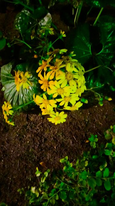 Solerantonio2 en Hamelin: Flora  (Almería), Farfugium japonicum, Planta