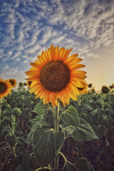 jacob86.rt en Hamelin: Flora  (Rota), Helianthus annuus, Bonito girasol florecido en un precioso atardecer #girasol #atardecer 