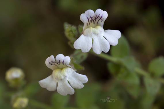 Juankafv en Hamelin: Flora  (Málaga), Unas pequeñas florecillas muy vistosas 
#flores #flowers #campo #bosque #naturaleza #photgraphy #color #blanco #malag...