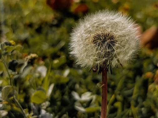 Toti Suárez en Hamelin: Flora  (Telde), Pide un deseo!!
#canarias #grancanaria #flor #hamelin #hamelin2021 #hamelin21