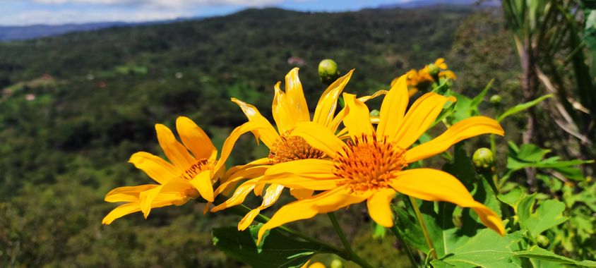 Krished en Hamelin: Flora, Tithonia diversifolia, Recibiendo el sol ☀️