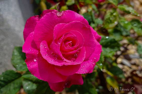 manuel.torres1 en Hamelin: Flora  (El Vendrell), Rosa chinensis, #flora21 