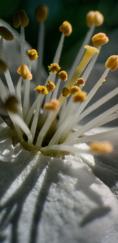 Carlos Hernandez | CL🇨🇱 en Hamelin: Flora  (Linares), Un poco mas cerca #flor #macro #primavera #spring 